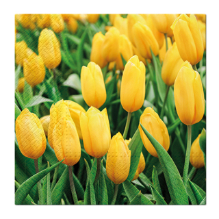 PAW Obrúsky PAW L 33x33cm Tulips Field